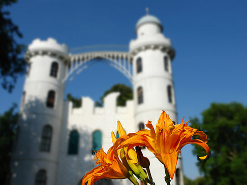 Blumen auf der Pfaueninsel Fotos