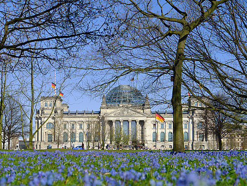 Blumenwiese am Reichstag