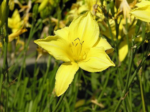 Foto Planten un Blomen - Wiese am Parksee - Hamburg